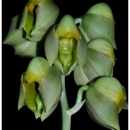 Catasetum Macroglossum