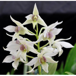 D. Nancy Fairfax x Aussies...