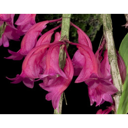 D. Sulawesiense x Lawesii