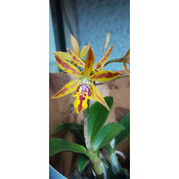 Epicattleya Volcano Trick...