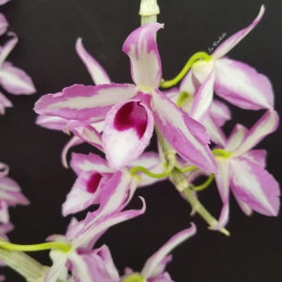 Dendrobium anosmum 'Touch...