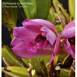 Bifrenaria Tyrianthina
