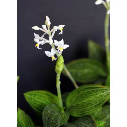 A Ludisia Discolor Alba Green