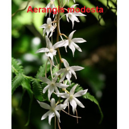 Aerangis modesta