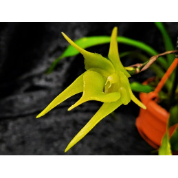 Aeranthes grandiflora