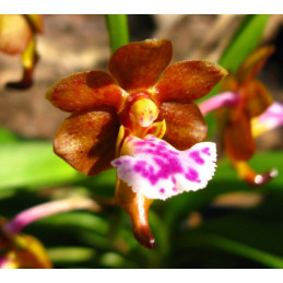Aerides Flabellata