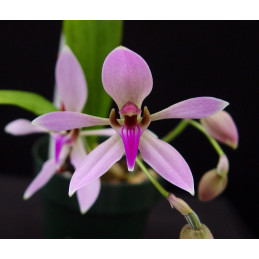 Ancistrochilus Rothschildianus