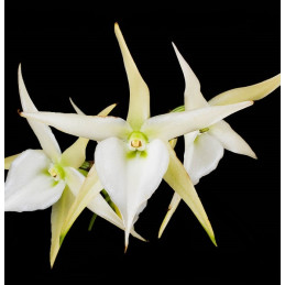 Angraecum Eburneum x...