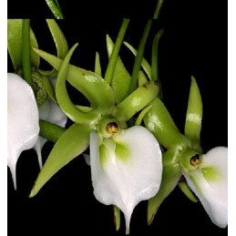 Angraecum eburneum