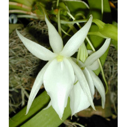 Angraecum Leonis Comoro