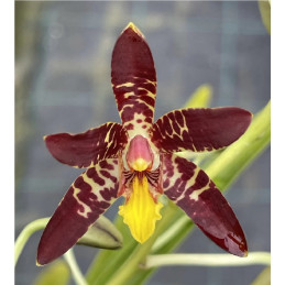 Ansellia Africana...