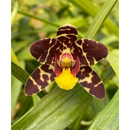 Ansellia Africana ('Elro' x...