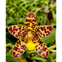 Ansellia Africana ('Joe' x...