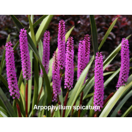 Arpophyllum spicatum