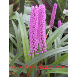 Arpophyllum_giganteum_