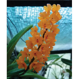 Ascocentrum Miniatum