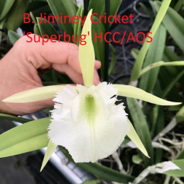 B. Jiminey Cricket 'Superbug'