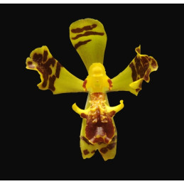 Baptistonia Leinigii