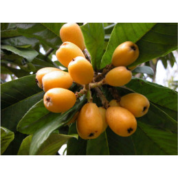 Nêspera(Eryobotria Japonica)