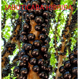 Jabuticaba