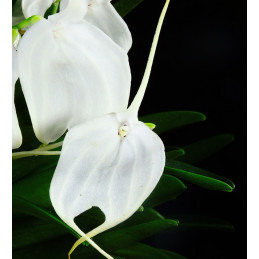 Masdevallia tovarensis