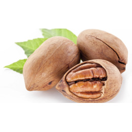 Nogueira Pecan