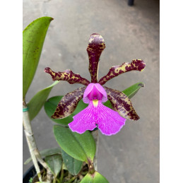 Cattleya Peckhaviensis