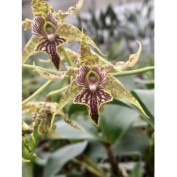 D.alexandrae x polysema