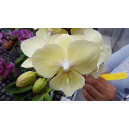 Phalaenopsis Allura...