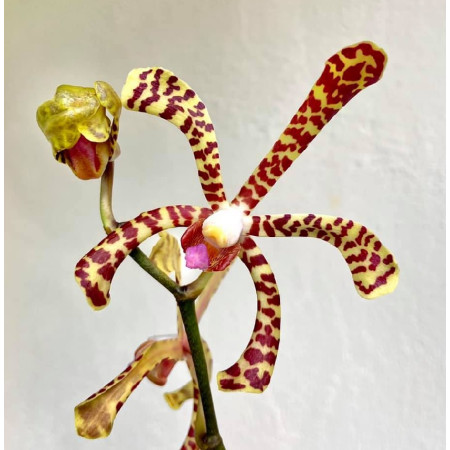 Arachnis Maggie Oei Variegata