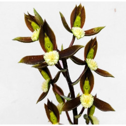 Catasetum tuberculatum