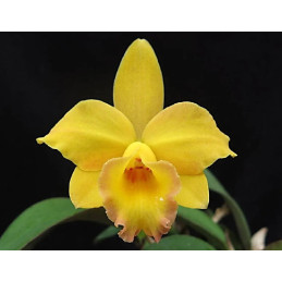 Cattleya alaorii x Beaufort