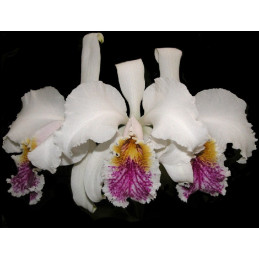Cattleya mossiae v. semialba