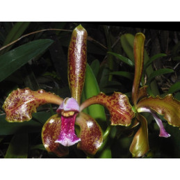 Cattleya schofieldiana 28€