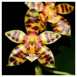 Phalaenopsis Paifang´s...