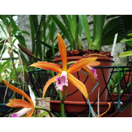 Laelia tenebrosa aurea x...