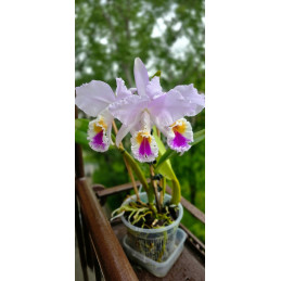 Cattleya mendelli tipo