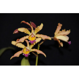 Laeliocattleya Tzeng-Wen...