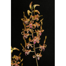 Dendrobium Autumn Twist 20 €