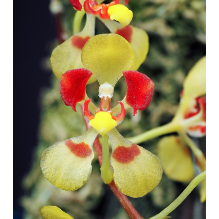 Baptistonia Uhlii x Coloratum