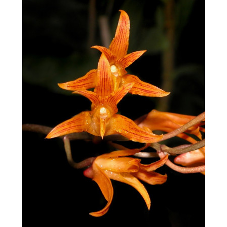 Bifrenaria Aureofulva